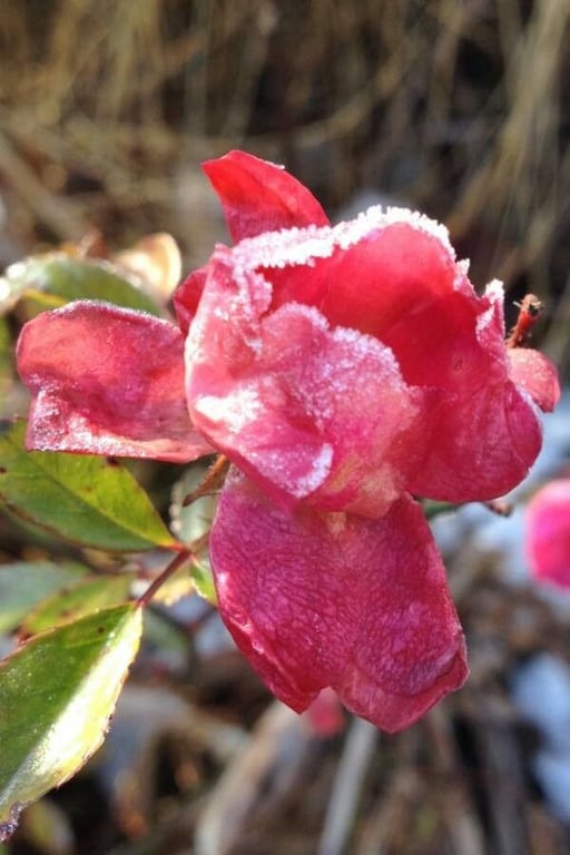 Hungarian rose
