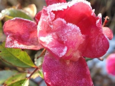 Hungarian rose