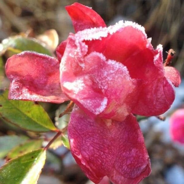 Rosa gallica — flower