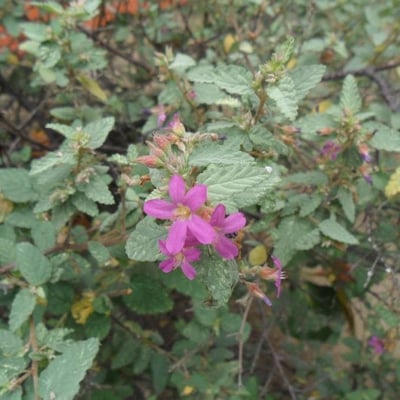 Melochia tomentosa — flower