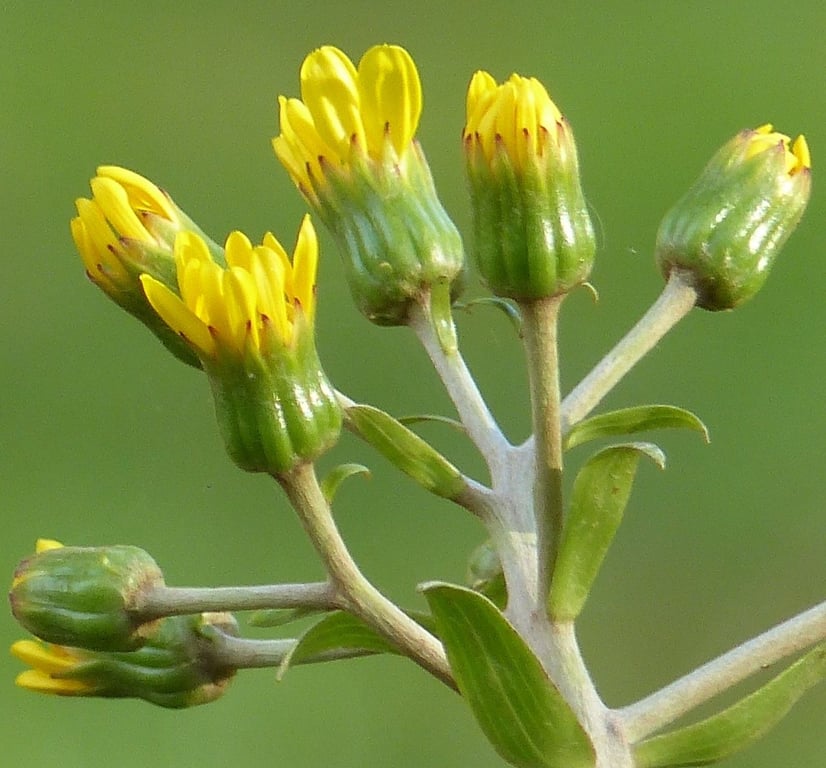 Leopardplant