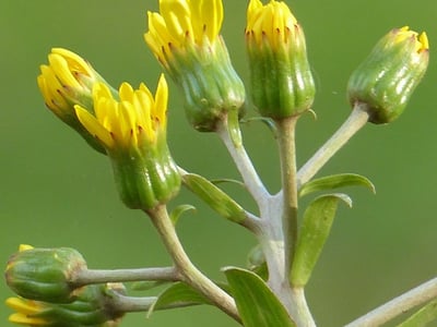 Leopardplant