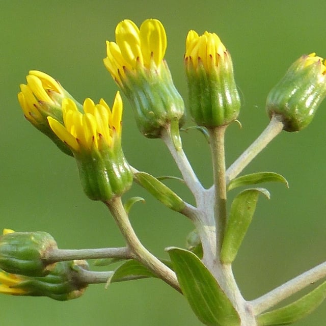 Leopardplant