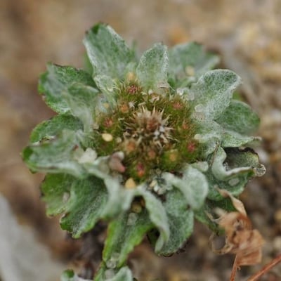 Filago pygmaea — flower