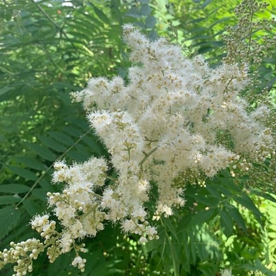 Sorbaria kirilowii — flower