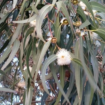 Eucalyptus globulus — flower