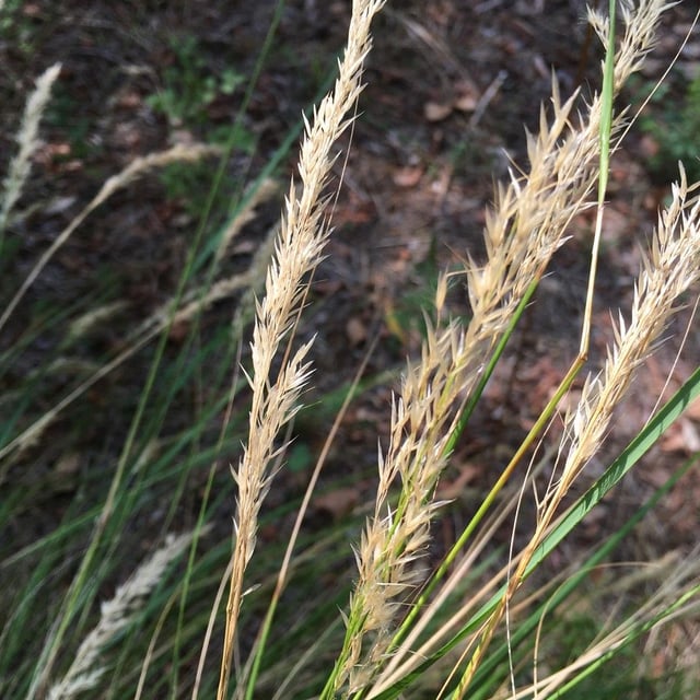 Calamagrostis arundinacea — flower