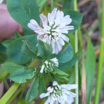 Trifolium resupinatum — flower