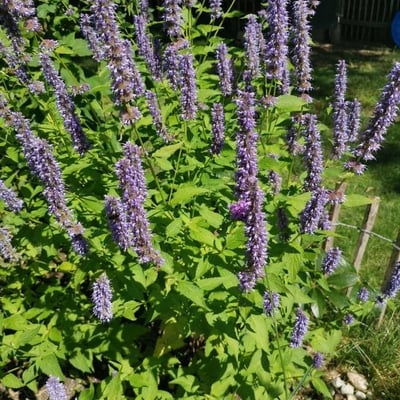 Agastache rugosa — flower
