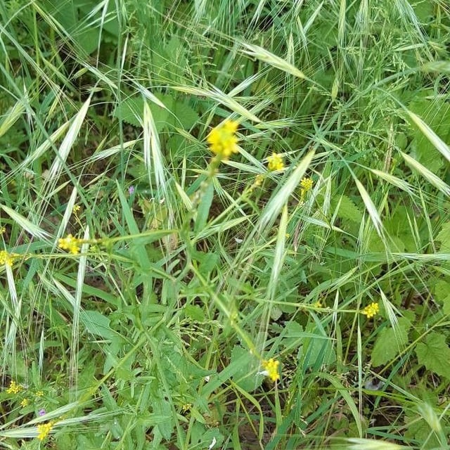 Bromus diandrus — flower