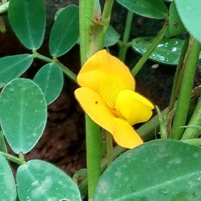 Arachis hypogaea — flower