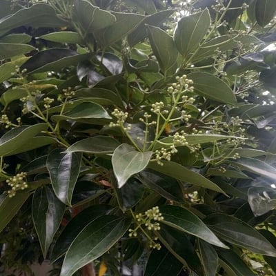 Cinnamomum camphora — flower