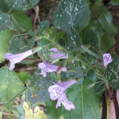 Clinopodium grandiflorum — flower