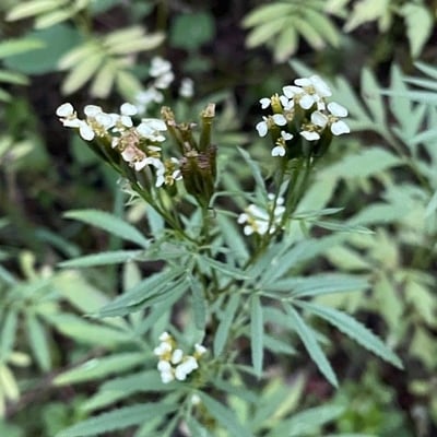 Tagetes minuta — flower