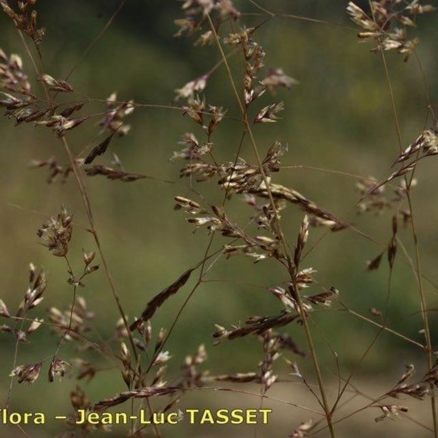 Deschampsia media — flower
