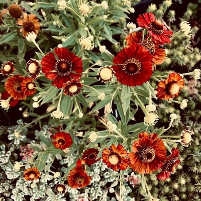 Helenium autumnale — flower