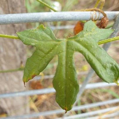Diplocyclos palmatus — leaf
