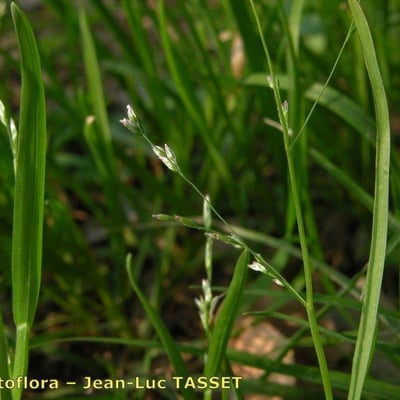 Poa infirma — flower