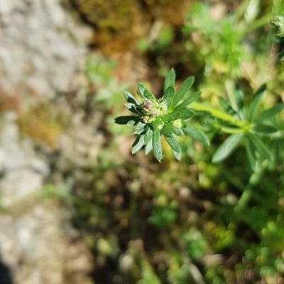 Galium lucidum — flower