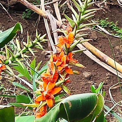 Hedychium gardnerianum — flower