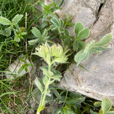 Potentilla nivalis — flower