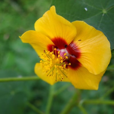 Abutilon indicum — flower
