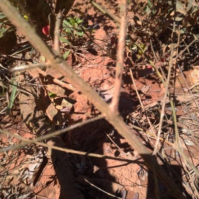 Eugenia punicifolia — bark