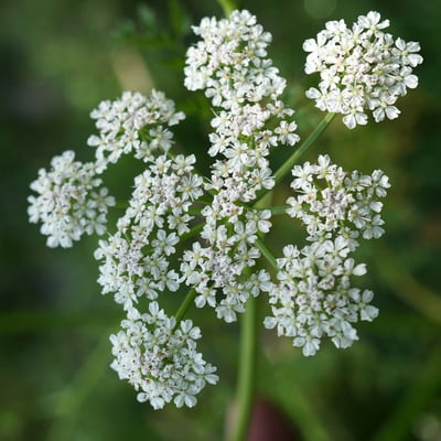 Oenanthe fistulosa — flower