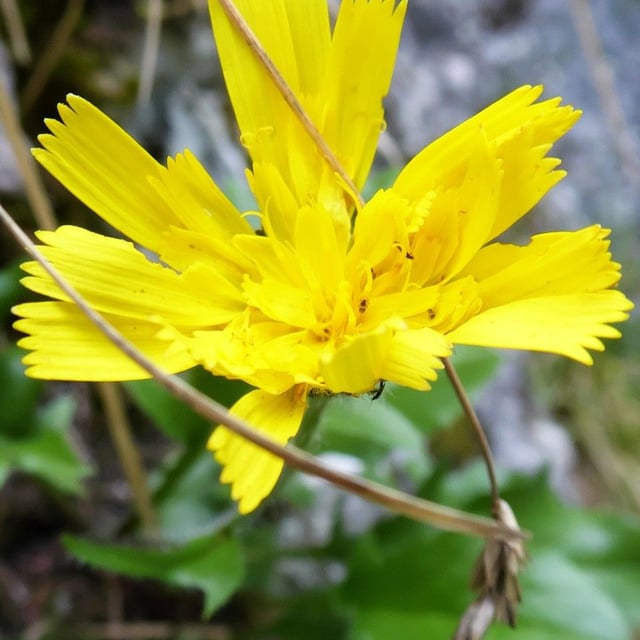 Hieracium humile — flower