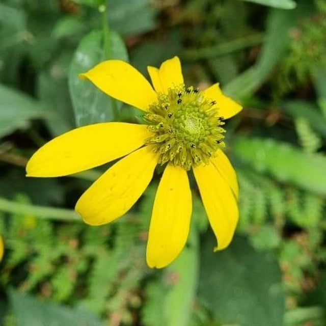 Rudbeckia laciniata — flower