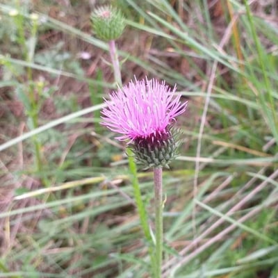 Carduus defloratus — flower