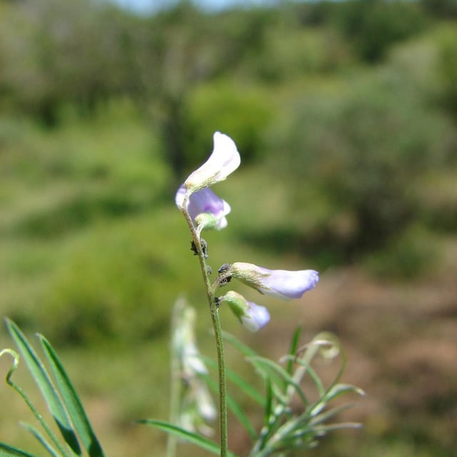 Vicia parviflora — flower