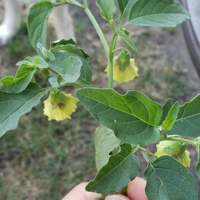 Physalis longifolia — flower