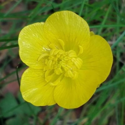 Ranunculus paludosus — flower