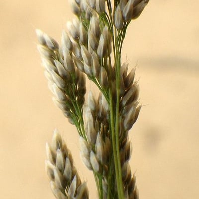 Aira cupaniana — flower