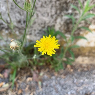 Crepis tectorum — flower