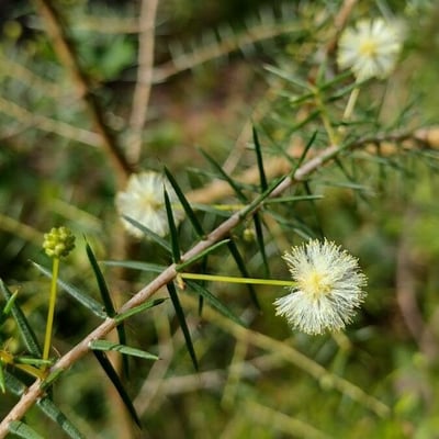 Acacia ulicifolia — flower