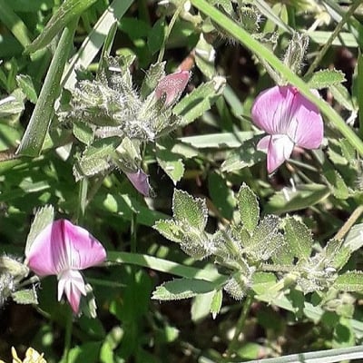 Ononis reclinata — flower