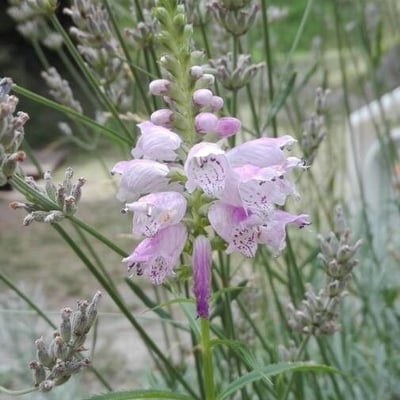 Physostegia virginiana — flower