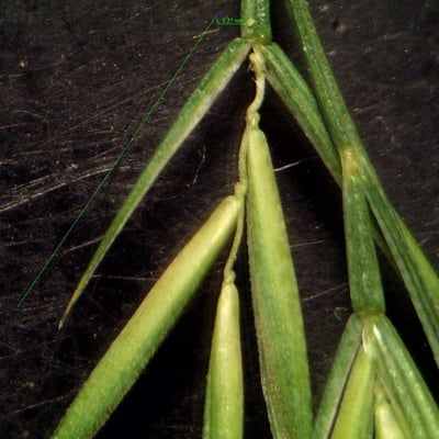 Vulpia unilateralis — flower