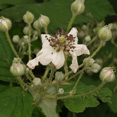 Rubus pruinosus — flower