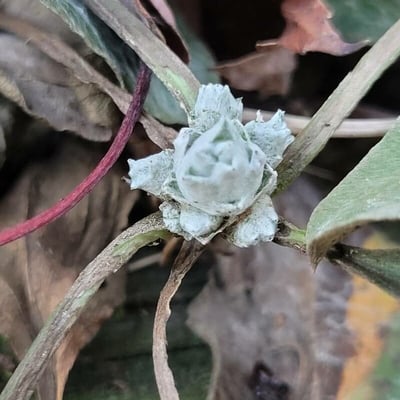 Antennaria neglecta — flower