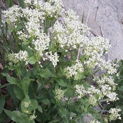 Lepidium draba — flower