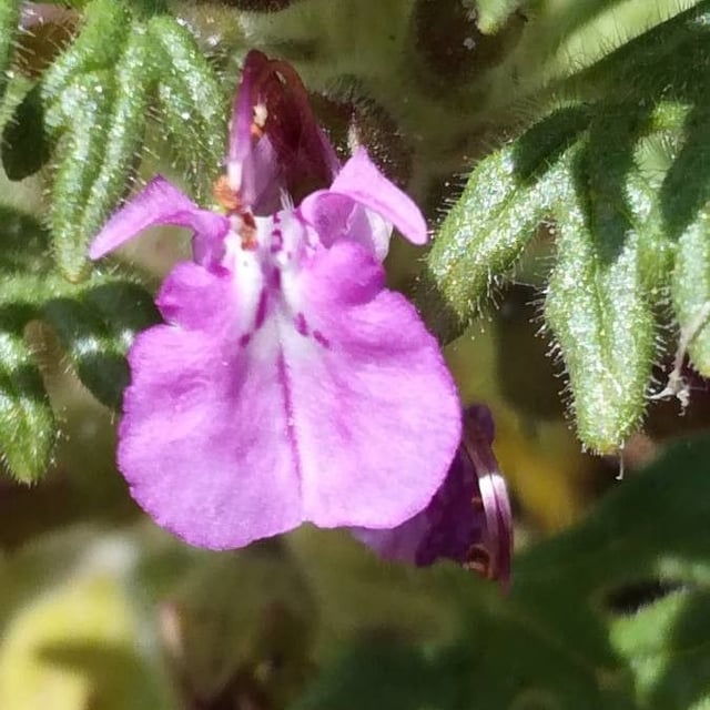 Teucrium botrys — flower