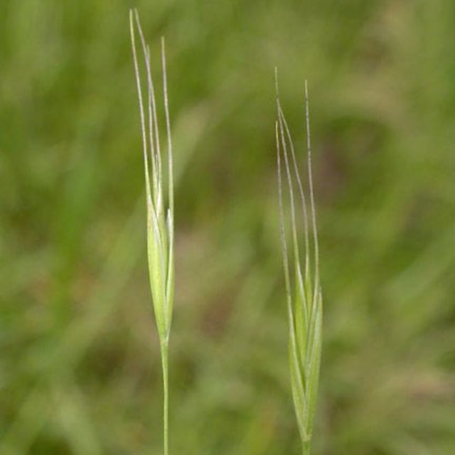 Vulpia bromoides — flower
