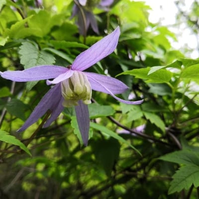 Clematis alpina — flower