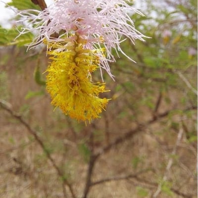 Dichrostachys cinerea — flower