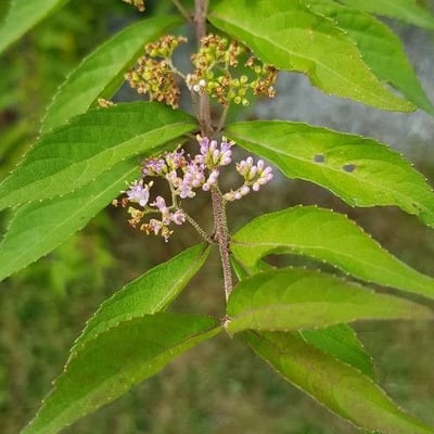 Callicarpa mollis — flower