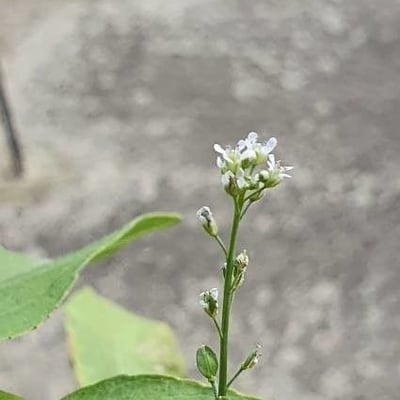 Lepidium sativum — flower