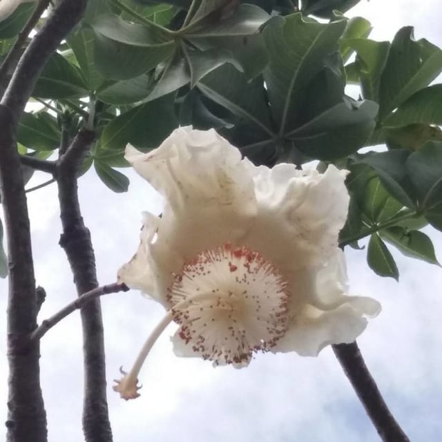 Adansonia digitata — flower